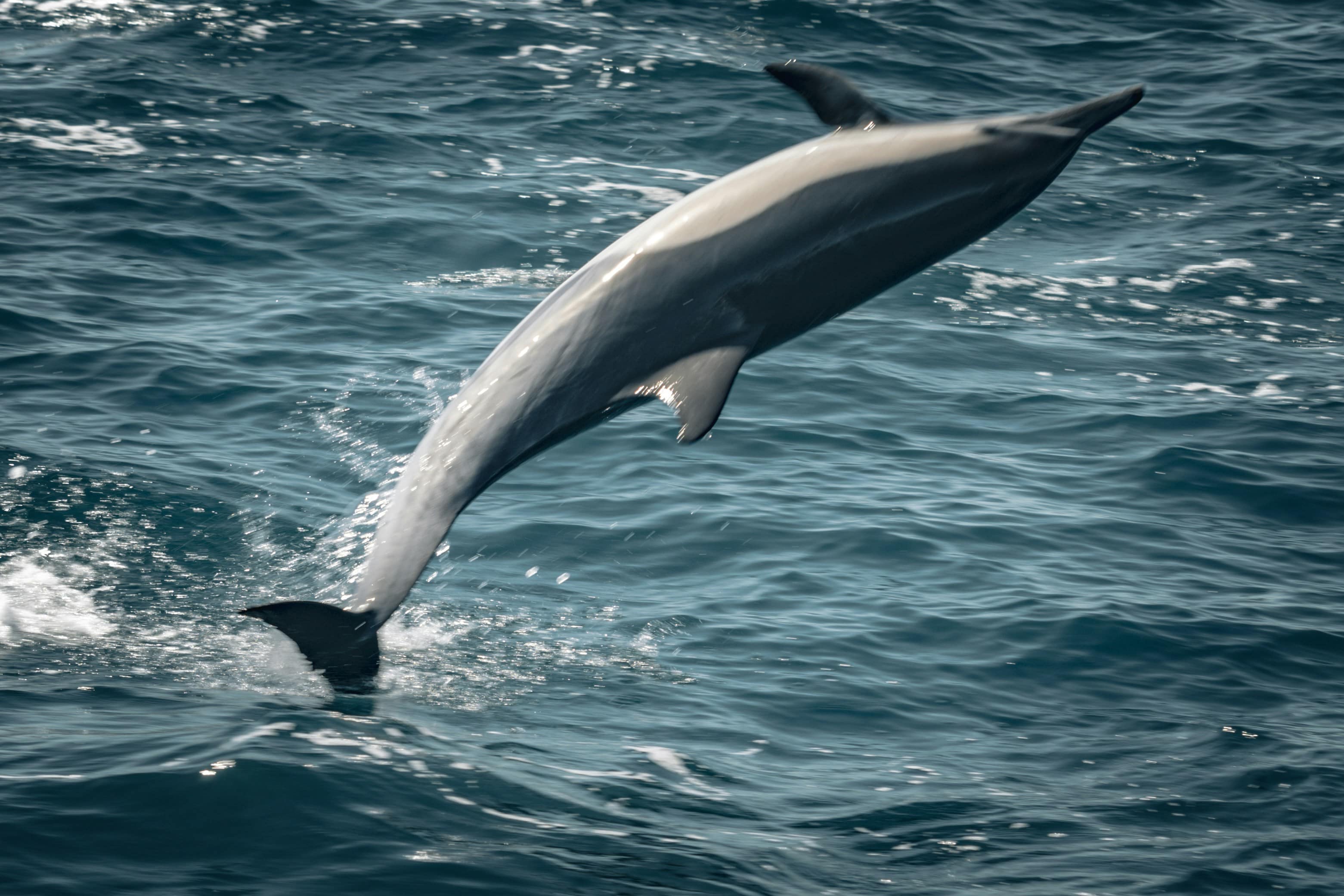 The Intelligence of Dolphins: Nature's Technological Marvels